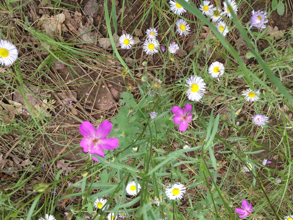 Wild Flowers