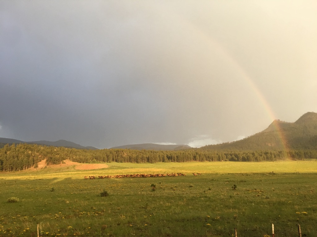 Elk Under a Rainbow