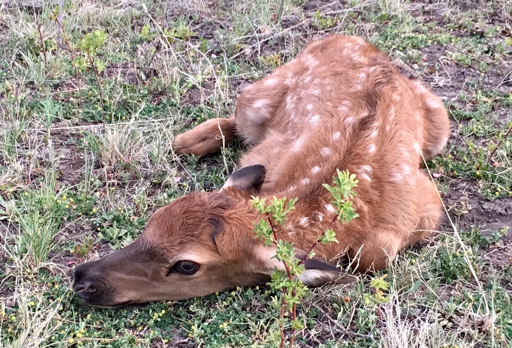 Newborn Elk Hiding Behind a Tree