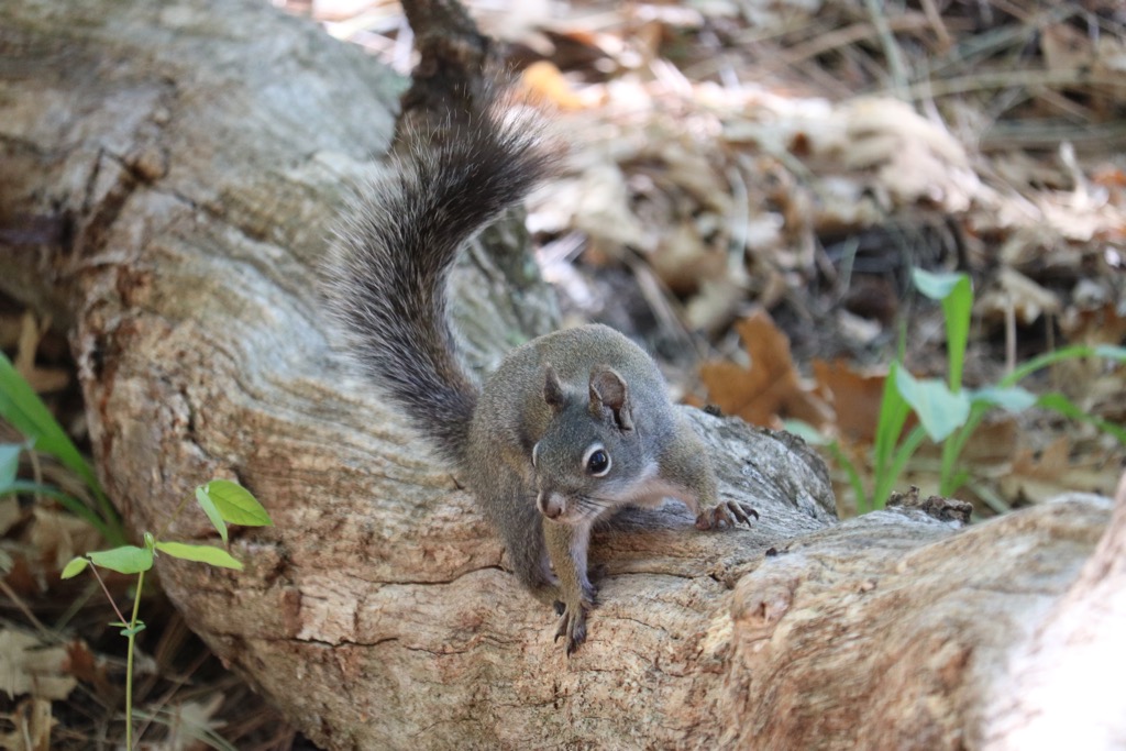 Squirrel Patrol